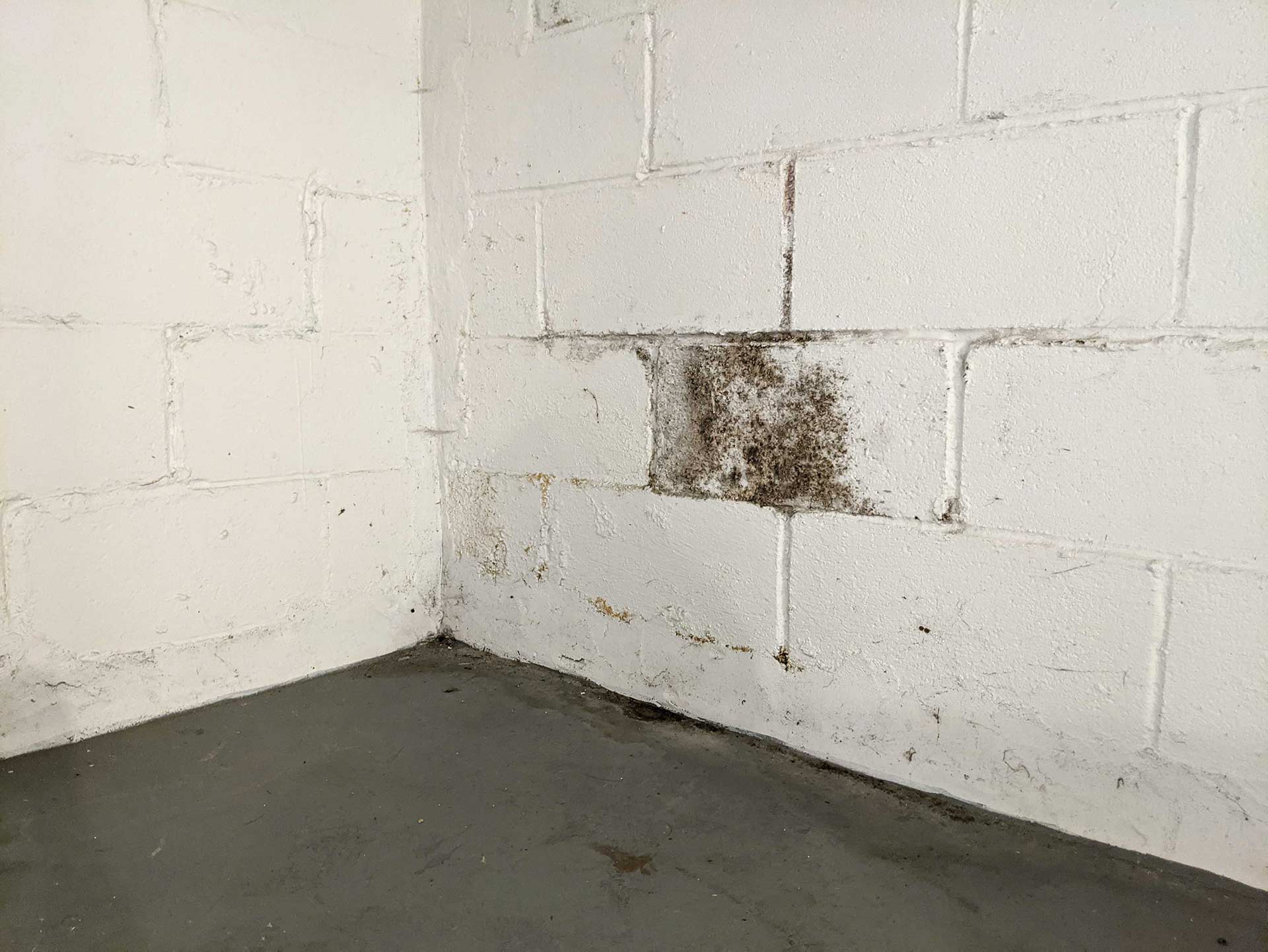 moldy basement
